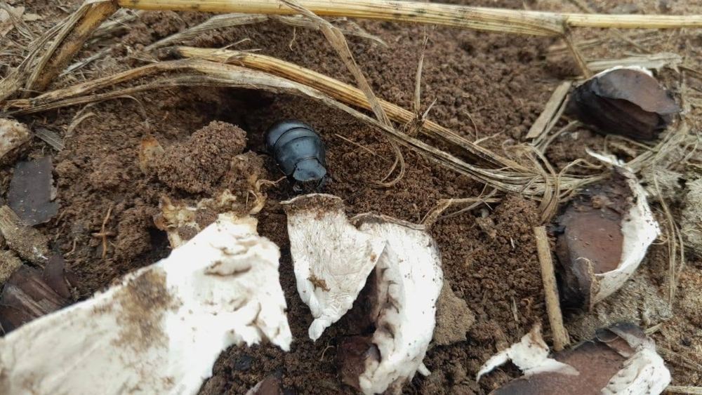 Dung beetle in mulched soil on the farm