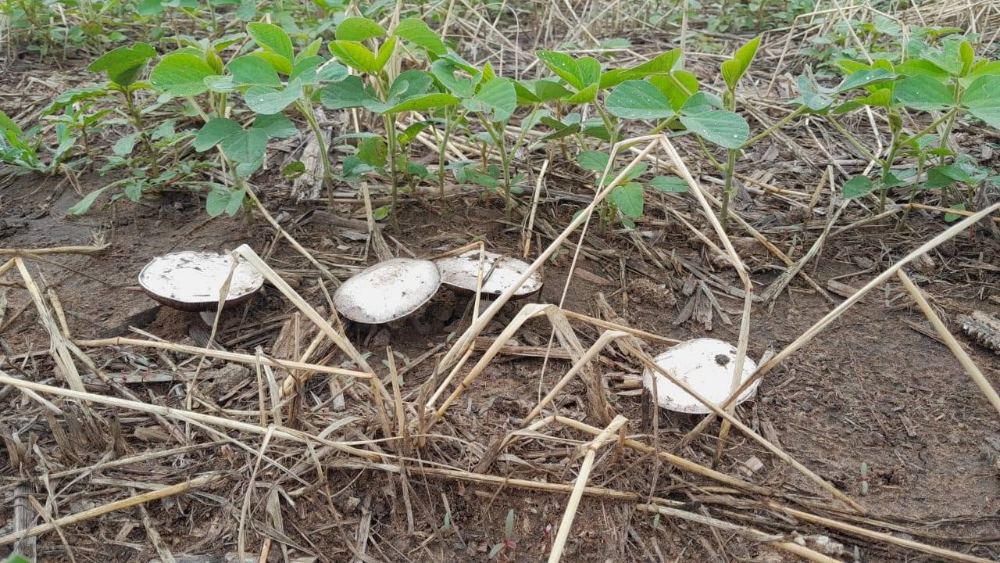 Mushrooms growing in the soya lands