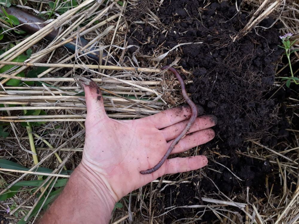 Earthworm in the hand, in mulched no-till soil